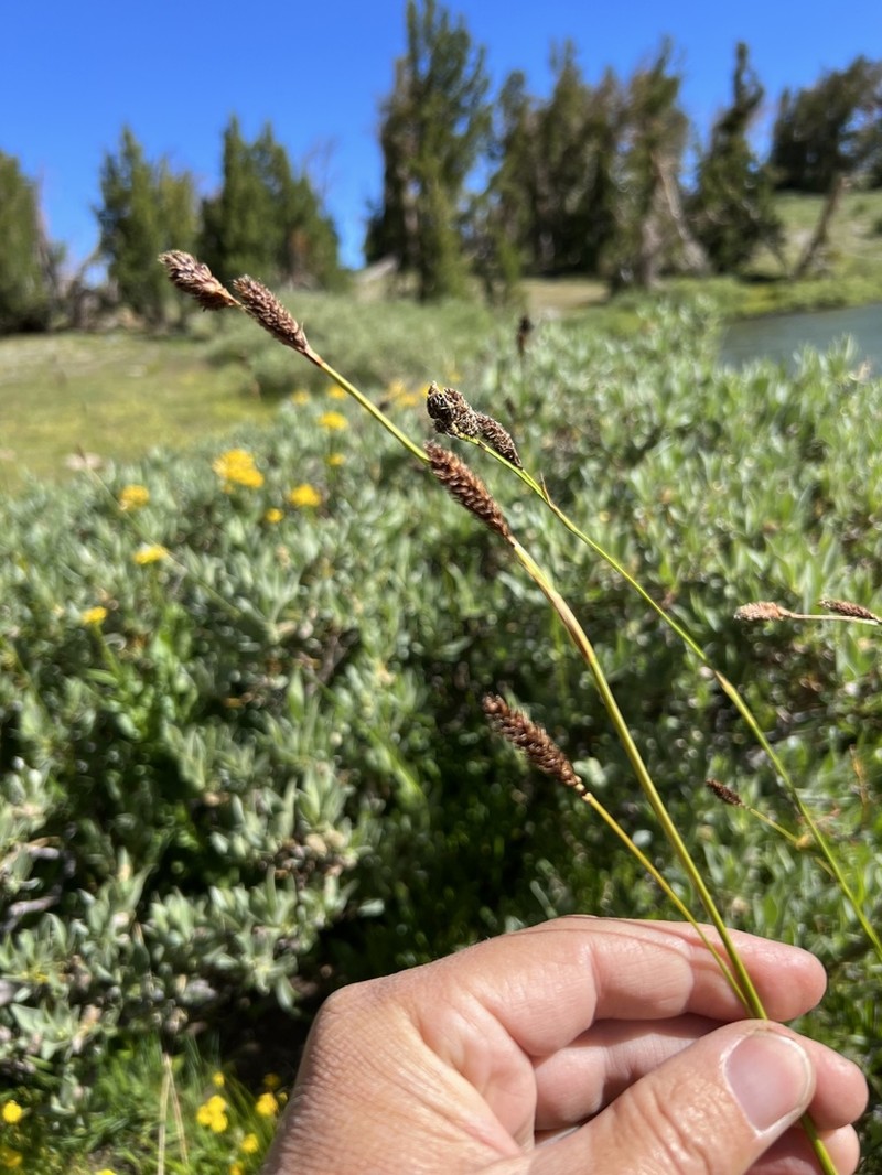 Littleleaf Sedge photo 8
