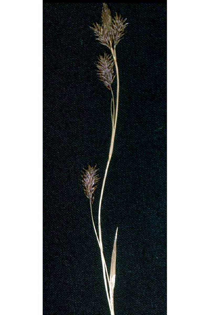 Woodrush Sedge