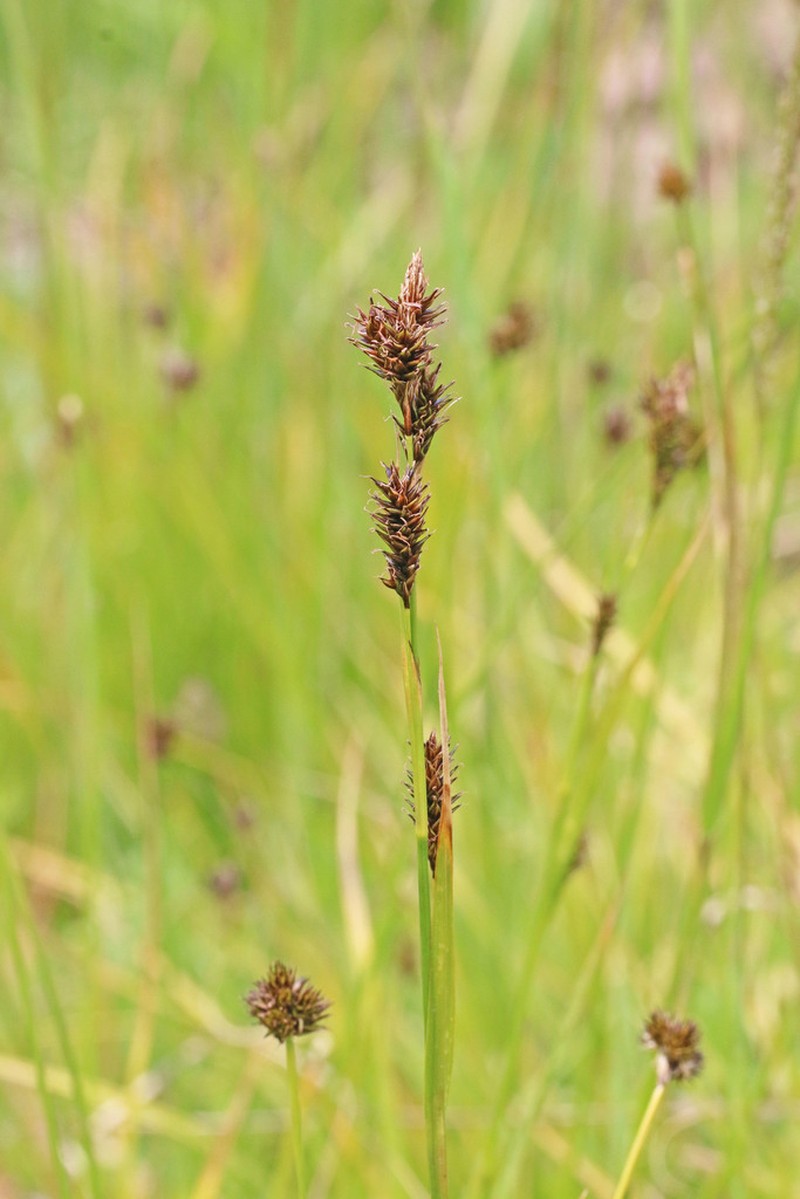Woodrush Sedge photo 3
