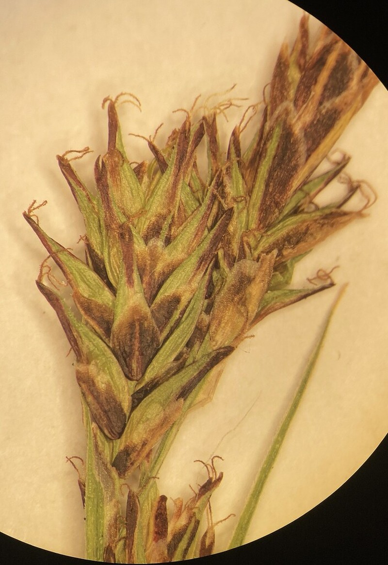 Woodrush Sedge photo 4