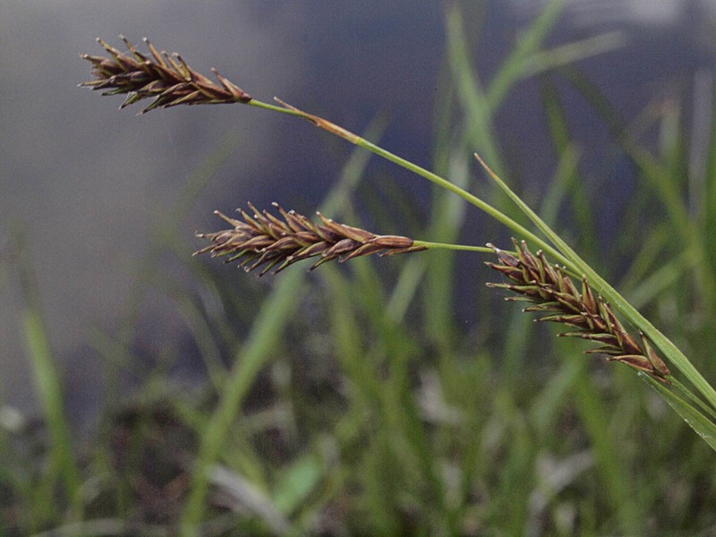 Woodrush Sedge photo 5