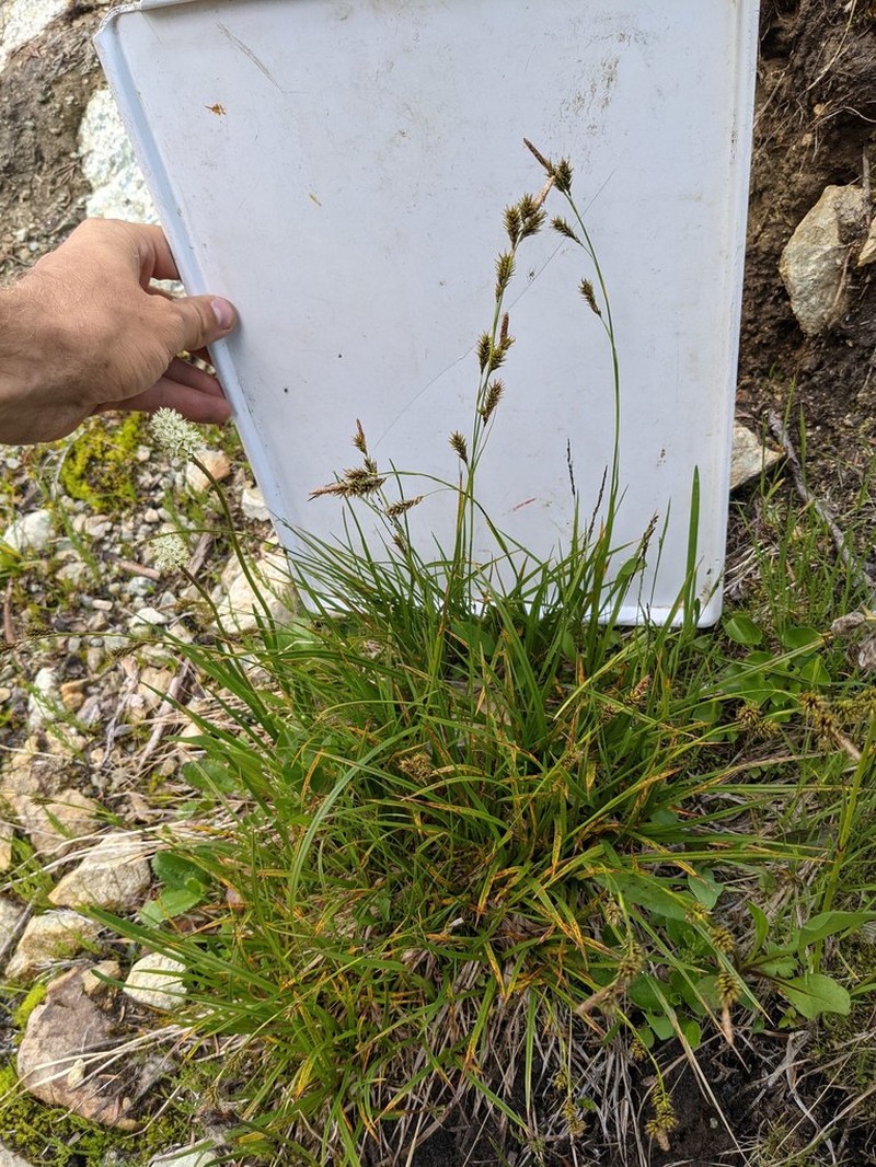Woodrush Sedge photo 6