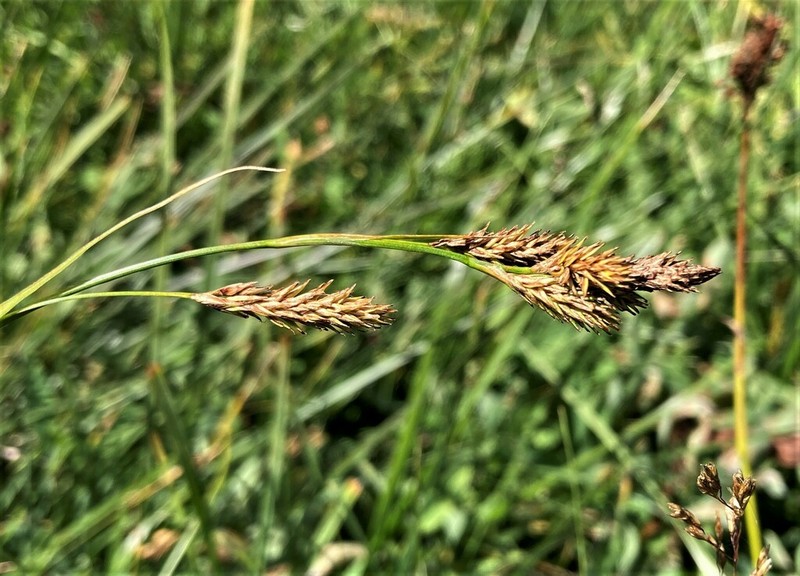 Woodrush Sedge photo 7