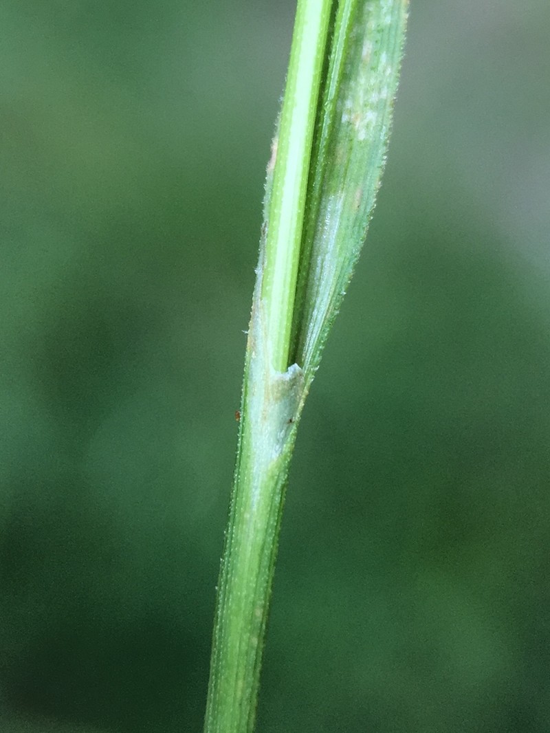 Woodrush Sedge photo 8