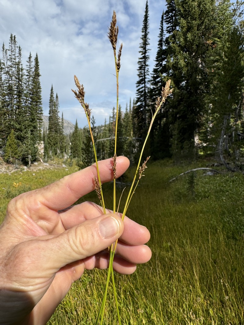 Carex luzulina var. ablata