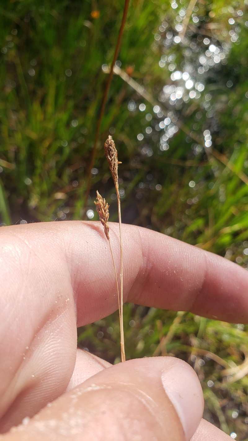 Carex luzulina var. ablata photo 2