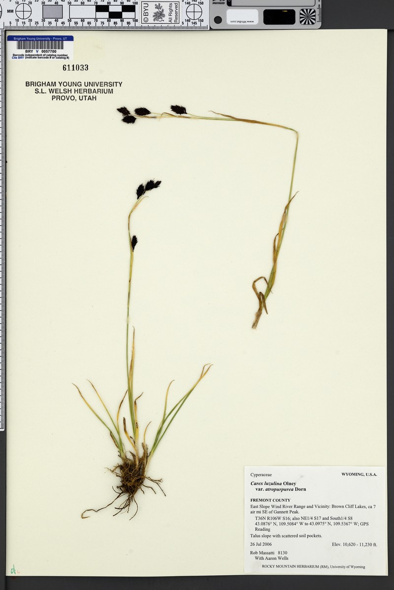 Carex luzulina var. atropurpurea