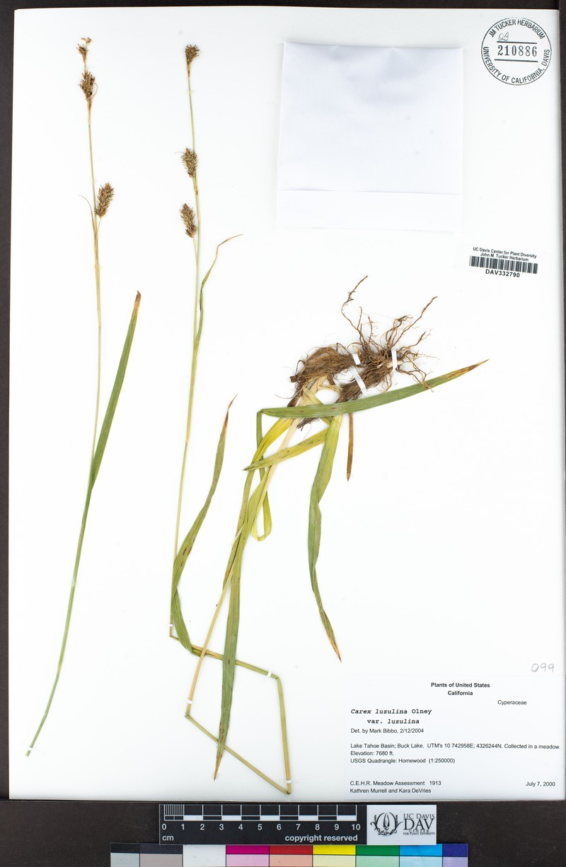 Carex luzulina var. luzulina