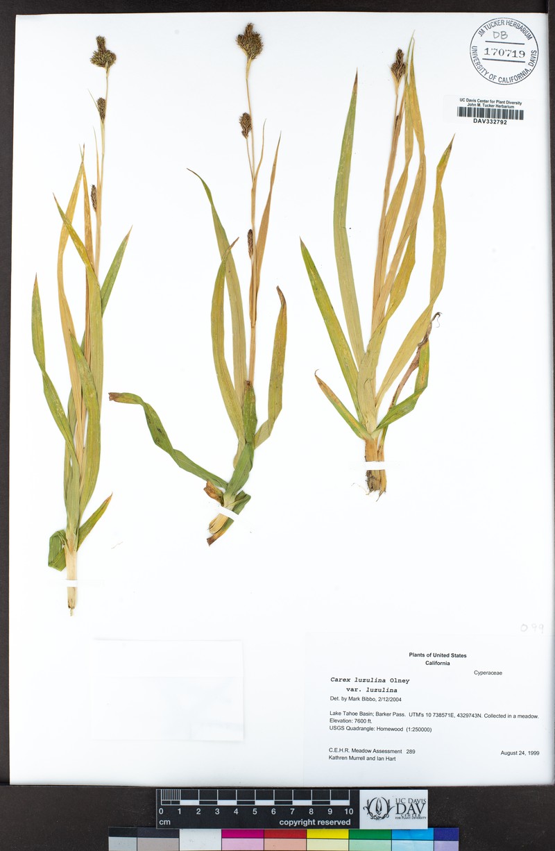 Carex luzulina var. luzulina photo 2