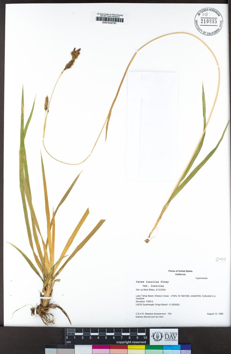 Carex luzulina var. luzulina photo 3