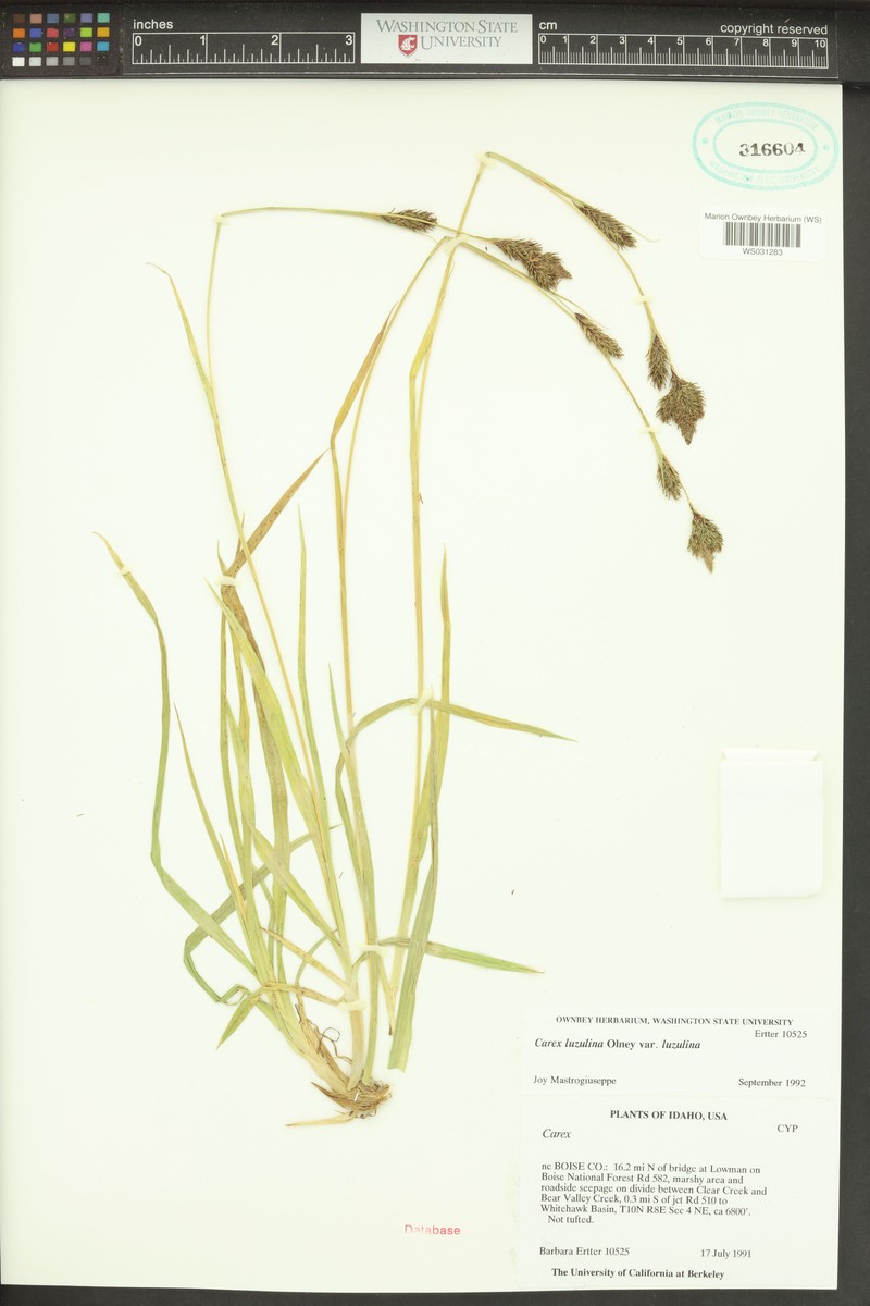 Carex luzulina var. luzulina photo 4