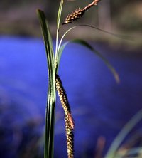 Lyngbye's Sedge