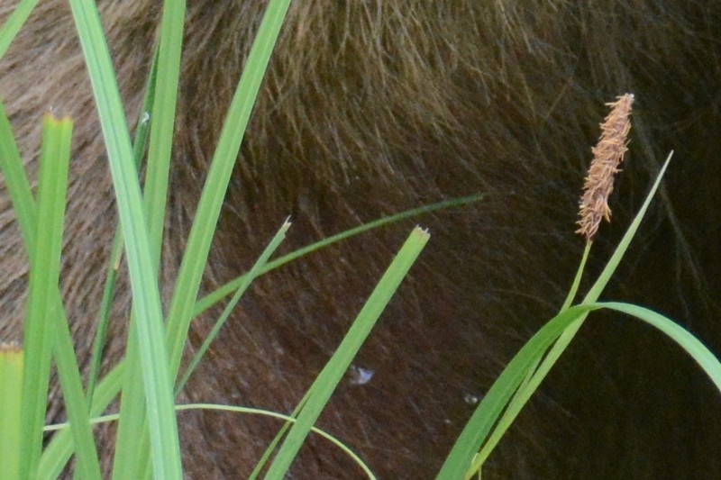 Lyngbye's Sedge photo 3