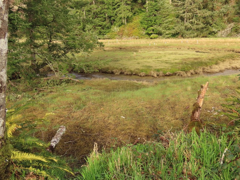 Lyngbye's Sedge photo 5