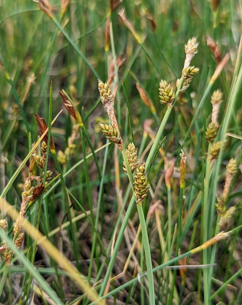 Mackenzie's Sedge photo 2