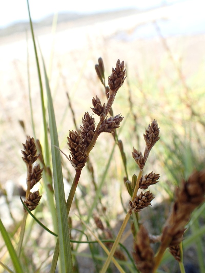 Mackenzie's Sedge photo 3