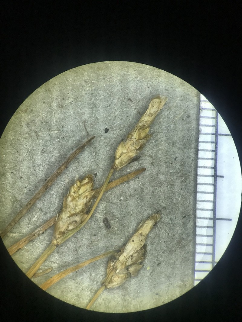 Mackenzie's Sedge photo 4