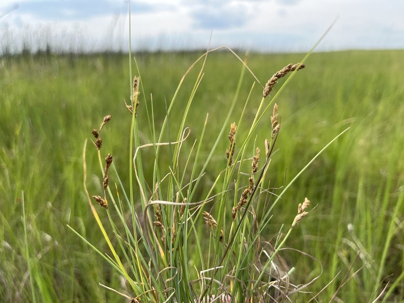 Mackenzie's Sedge photo 5