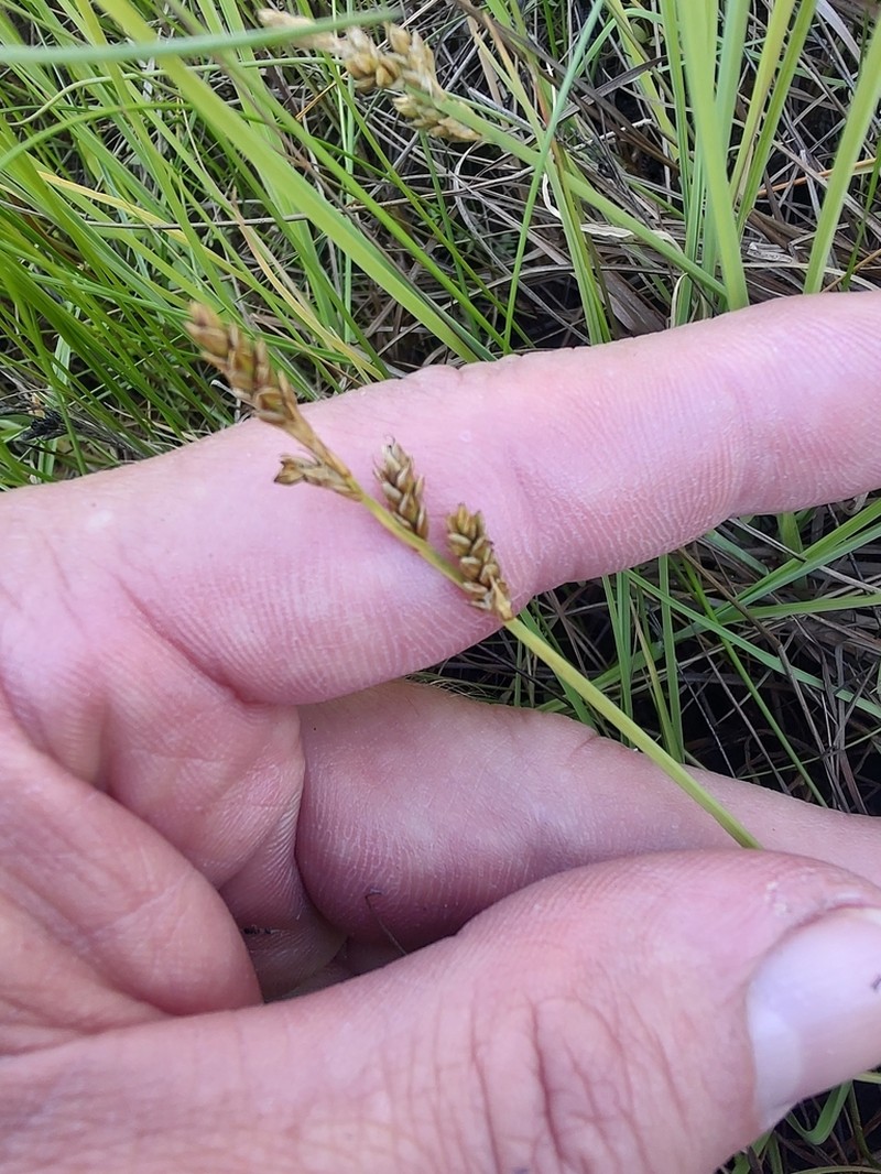 Mackenzie's Sedge photo 6