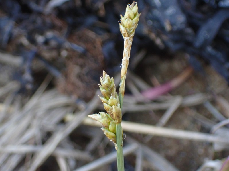 Mackenzie's Sedge photo 8