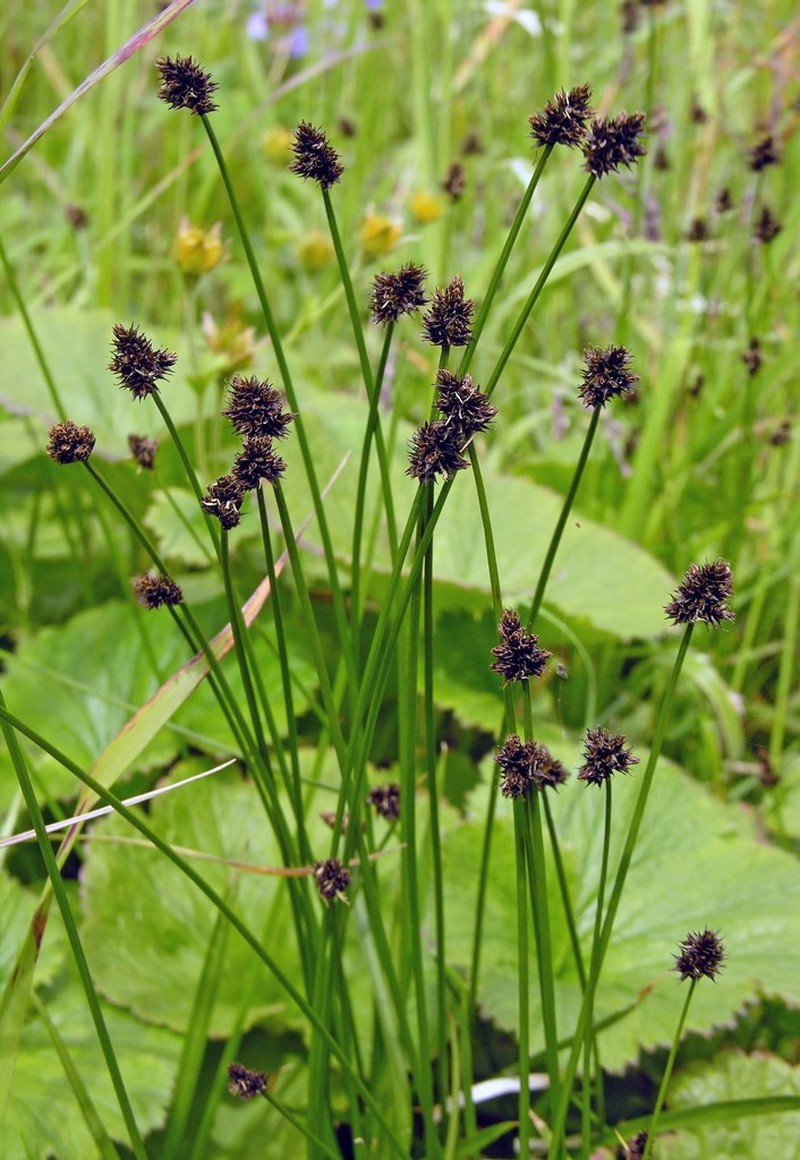 Thickhead Sedge