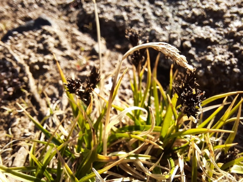 Thickhead Sedge photo 2