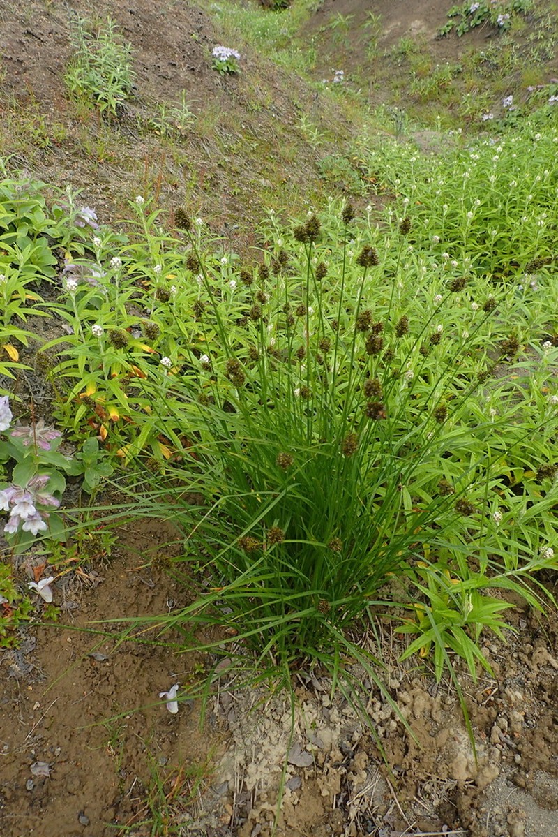 Thickhead Sedge photo 3