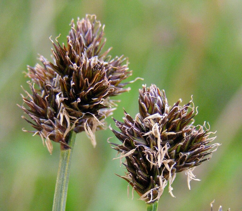 Thickhead Sedge photo 4