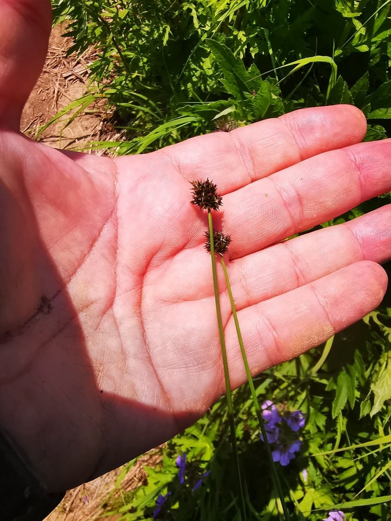 Thickhead Sedge photo 5