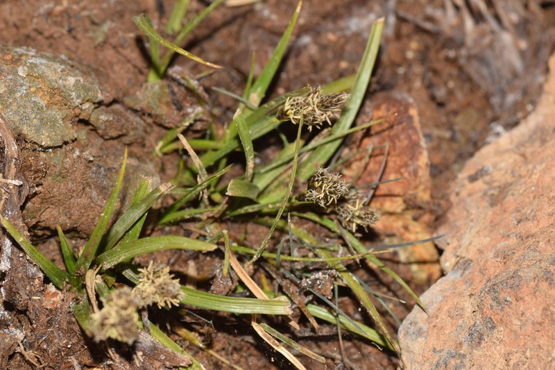 Thickhead Sedge photo 6