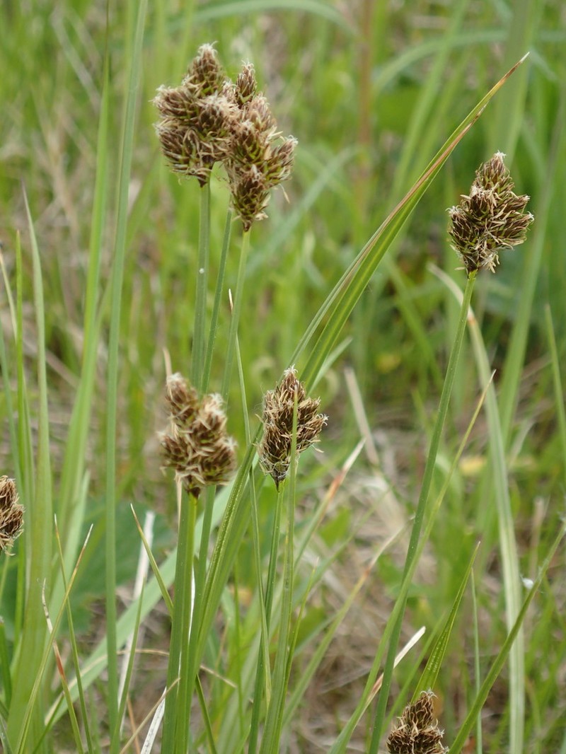 Thickhead Sedge photo 7