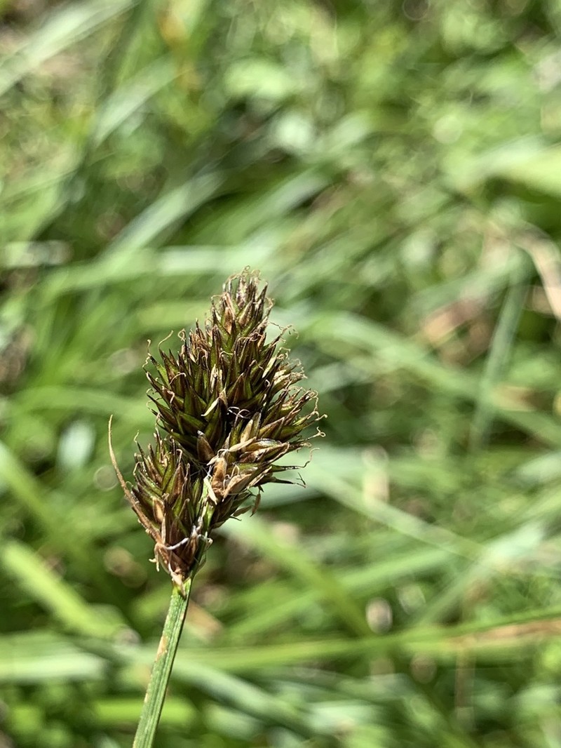 Thickhead Sedge photo 8