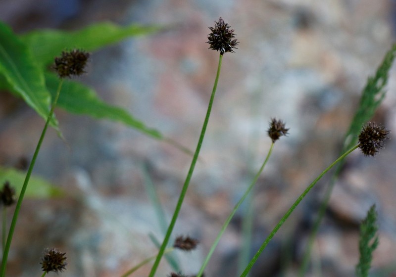 Carex macloviana var. macloviana photo 2