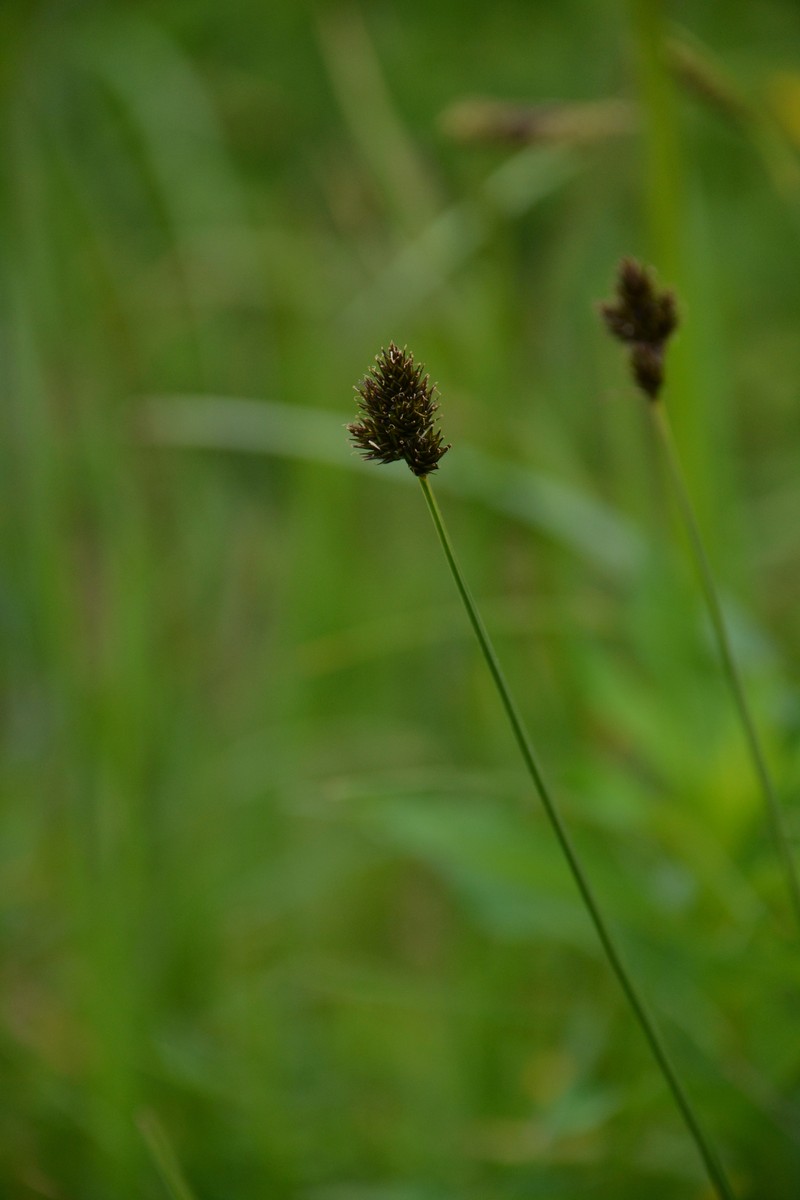 Carex macloviana var. macloviana photo 3