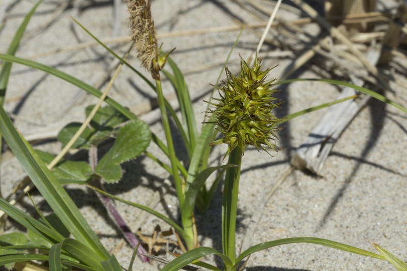 Largehead Sedge photo 5