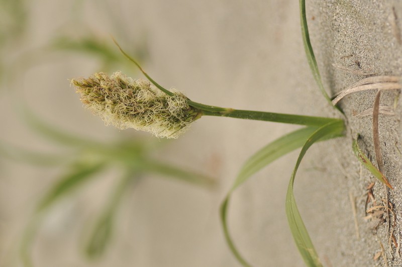 Largehead Sedge photo 7