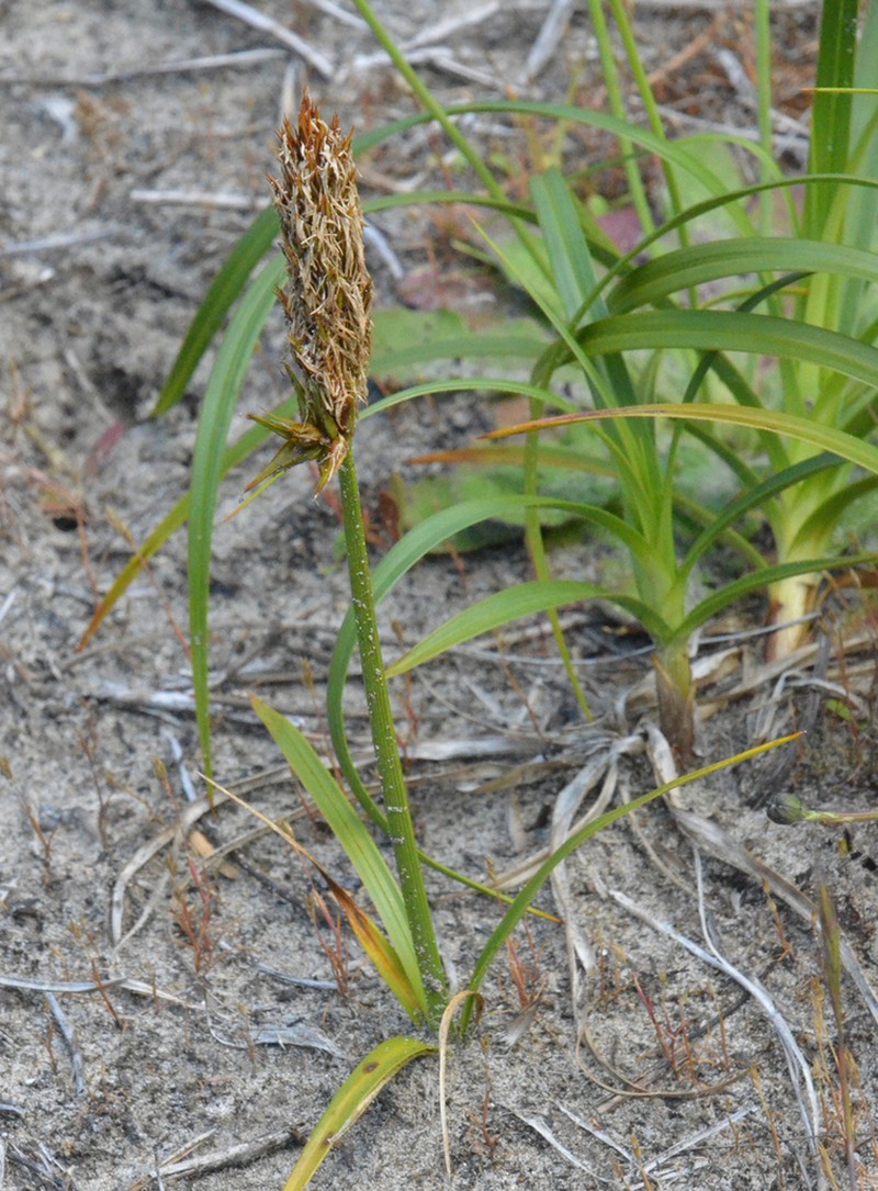 Largehead Sedge photo 8