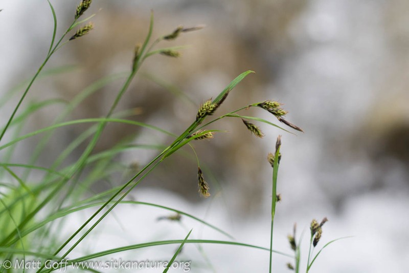Longawn Sedge