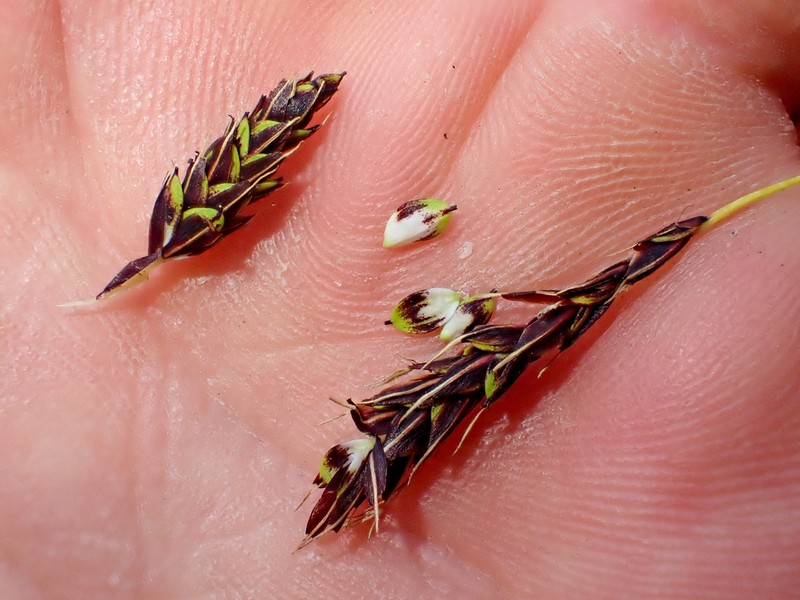 Longawn Sedge photo 2
