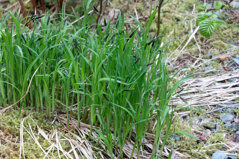 Longawn Sedge photo 3