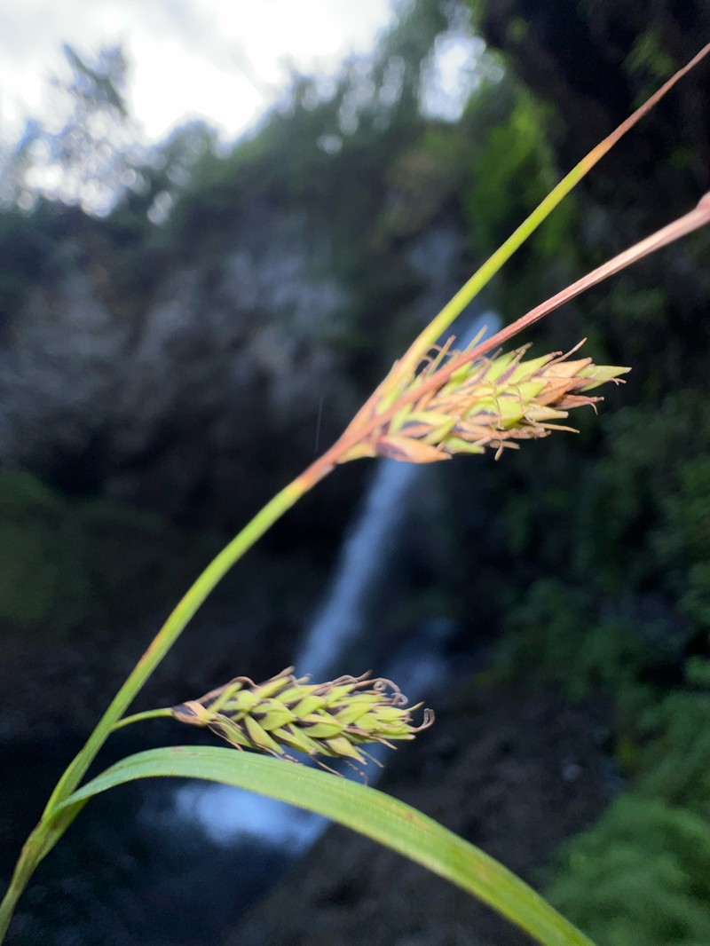 Longawn Sedge photo 4