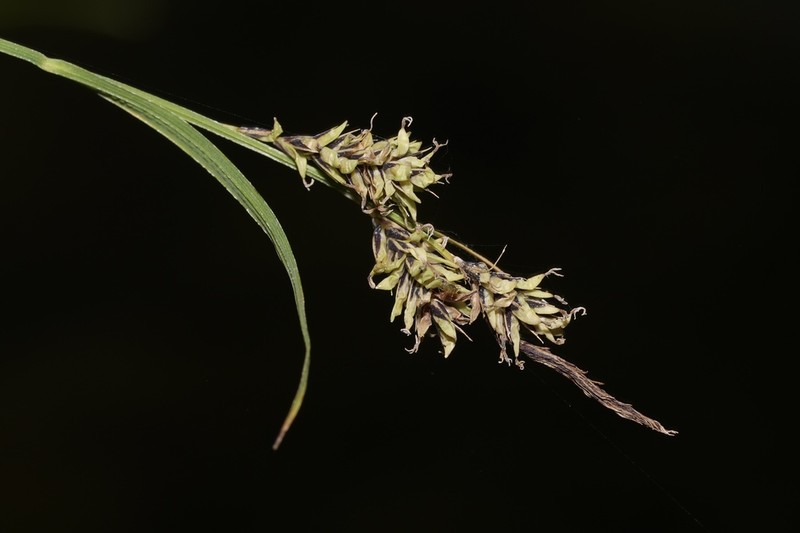 Longawn Sedge photo 6