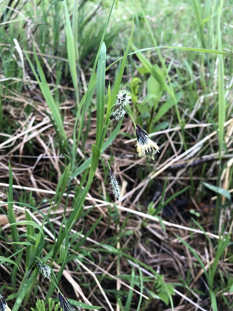 Longawn Sedge photo 7