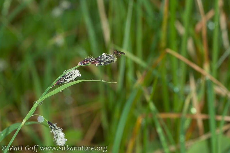 Longawn Sedge photo 8