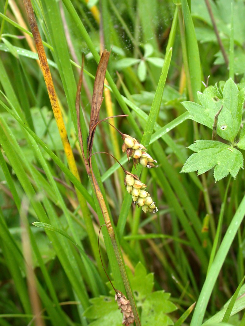 Boreal Bog Sedge