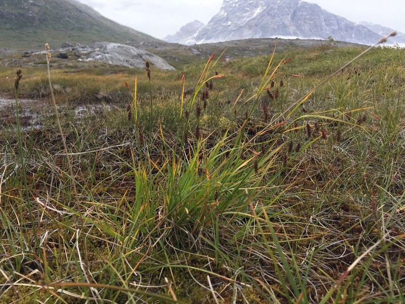 Boreal Bog Sedge photo 4