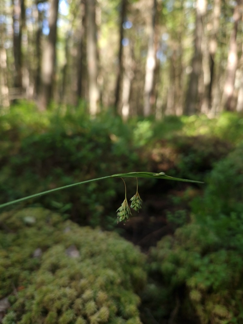 Boreal Bog Sedge photo 5