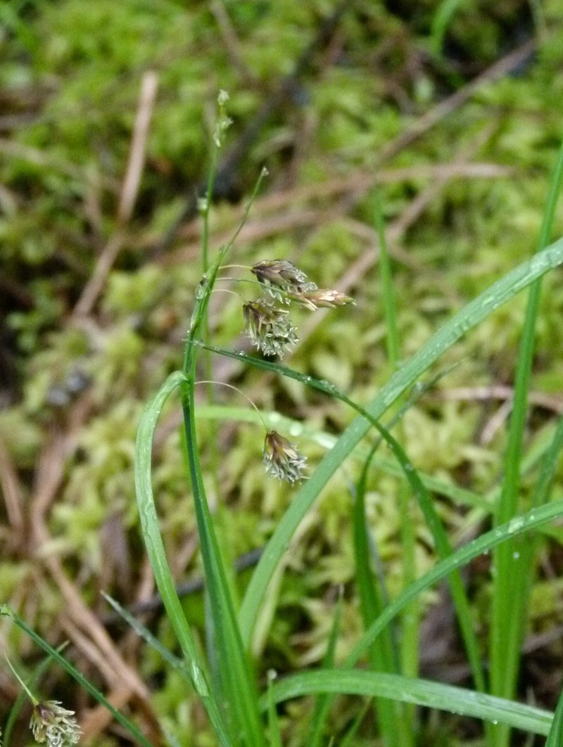 Boreal Bog Sedge photo 6