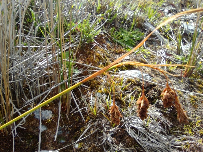 Boreal Bog Sedge photo 7