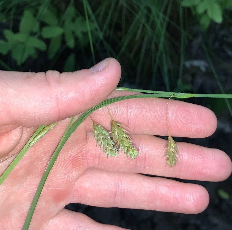 Boreal Bog Sedge photo 8